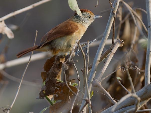 Gebandeerde mierklauwier (Thamnophilus doliatus)
